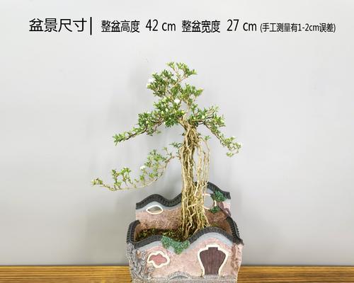 《六月雪，花开如雪寓意美丽与希望》（六月雪的花语和寓意）