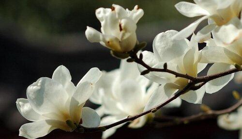 龙眼花语与象征意义（探索龙眼花所传达的深刻寓意和象征意义）