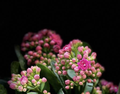 长寿花花语象征与寓意（以长寿花为媒介）