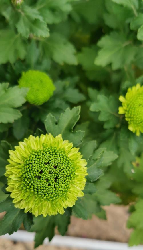 绿色菊花（以绿色菊花代表的意义及象征）