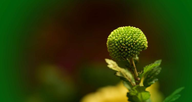 绿色菊花的花语代表什么意思（解读绿色菊花的象征和寓意）