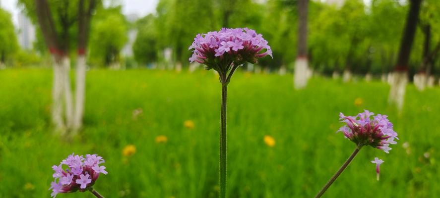 以马鞭草的花语与寓意——美丽而坚强（探寻以马鞭草的象征与内涵）