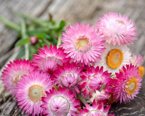 麦秆菊（探索麦秆菊的花语及深层含义）