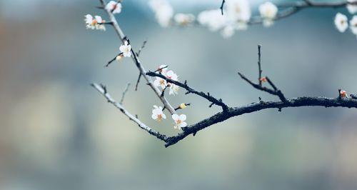 梅花花语的深意（以梅花代表的花语和象征意义）