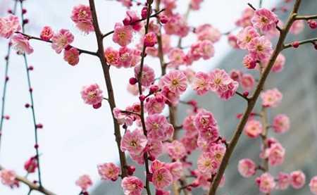 梅花花语的深意（以梅花代表的花语和象征意义）