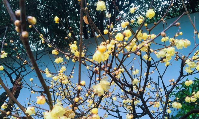 梅花花语的深意（以梅花代表的花语和象征意义）