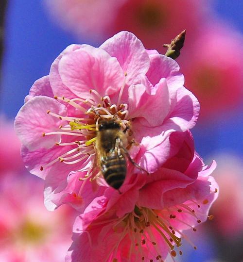 梅花的花语与代表意义——冬季中的坚韧与希望（寒冷中的美丽）