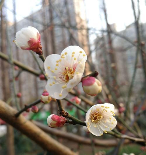 梅花的花语与象征寓意（探寻梅花背后的意义与美丽）