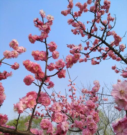 梅花的花语与象征寓意（探寻梅花背后的意义与美丽）