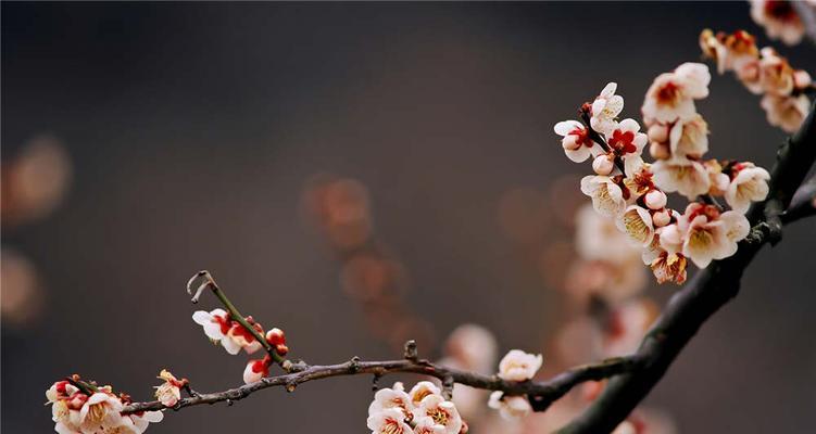 梅花的花语与代表意义（探索梅花的深意）