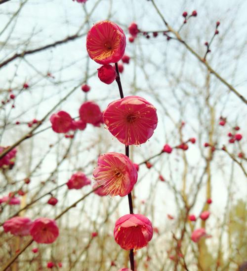 梅花的花语与代表意义（探索梅花的深意）