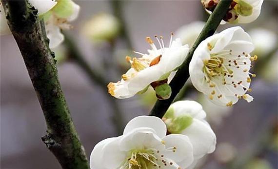 梅花花语的象征与寓意（唤醒坚韧与希望的梅花之语）