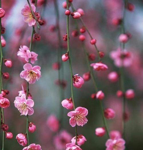 梅花花语的象征与寓意（唤醒坚韧与希望的梅花之语）