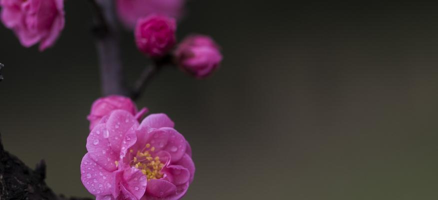 梅花所象征的人的品质和特点（凛冽中的坚韧不拔——梅花代表的人的形象与品格）