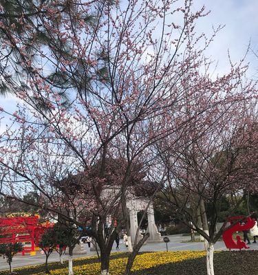 梅花的多彩世界（探寻梅花的奇妙色彩与寓意）