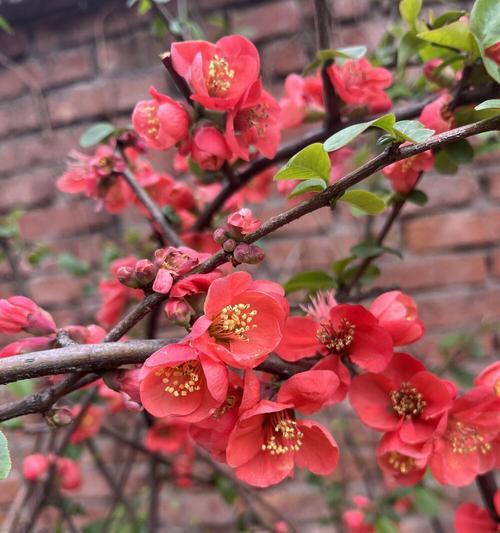 梅州市花梅花的象征寓意及其文化内涵（揭秘梅州市花梅花的深层含义与文化背景）