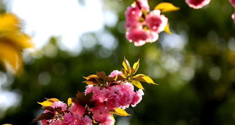 美人樱花（美人樱花盛开）