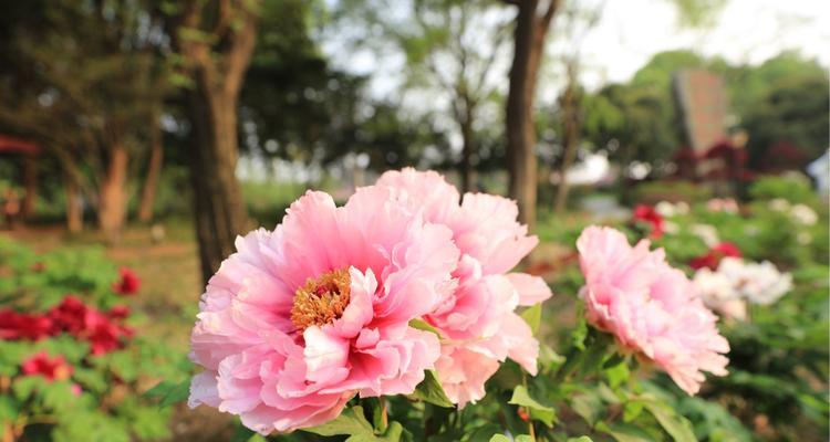 牡丹花开，芳香盛放（花开寓意与花语解析）