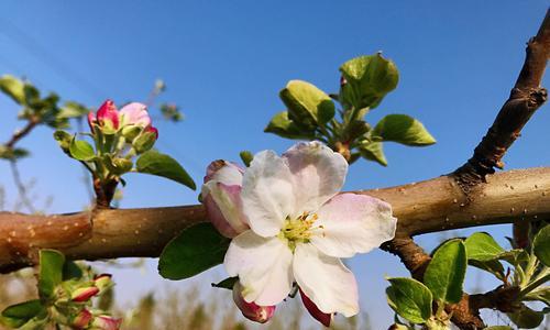 苹果花的象征意义（探寻苹果花的美与哲理）