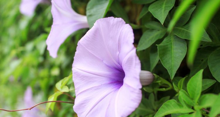 牵牛花的花语与象征意义（探索牵牛花背后的寓意和象征）