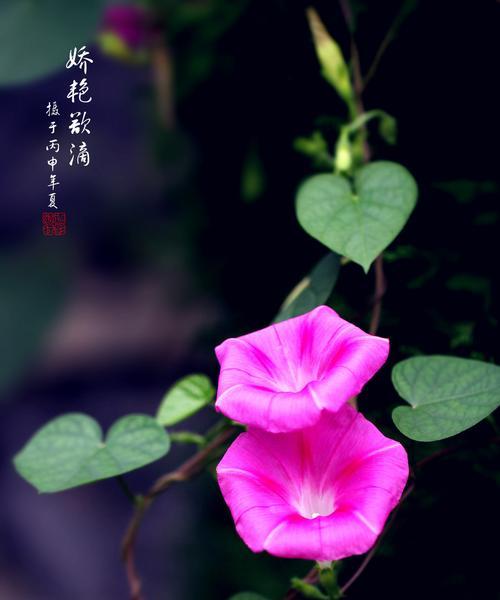 牵牛花的花语与象征意义（探索牵牛花背后的寓意和象征）