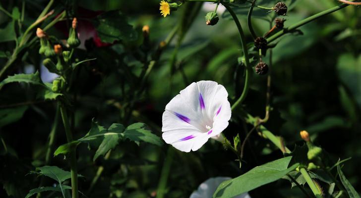 牵牛花的花语与象征意义（探索牵牛花背后的寓意和象征）