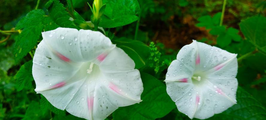 牵牛花的花语与意义（探寻牵牛花的神秘象征及寓意）