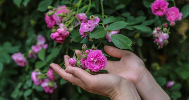 橘色蔷薇花语与代表意义（探索橘色蔷薇的美与寓意）