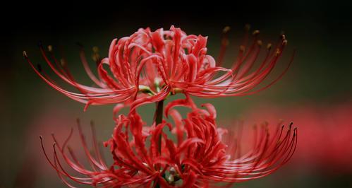 球菊花语与寓意（探寻球菊的花语之美）