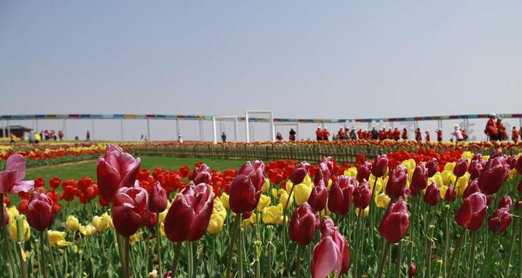 日照市的市花——桂花的象征意义及重要性（桂花的香气扑鼻）