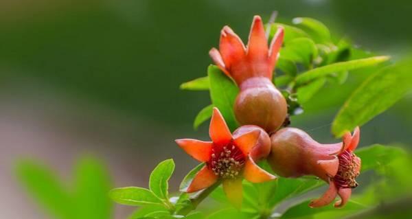 石榴花花语的深意（探索石榴花在文化中的象征意义）