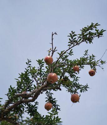 石榴树的象征意义（探寻石榴树象征的文化内涵）