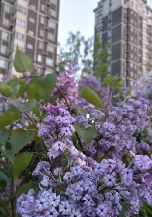 以蓝色风信子花代表沉默忧郁（迷人的蓝色世界-风信子花）