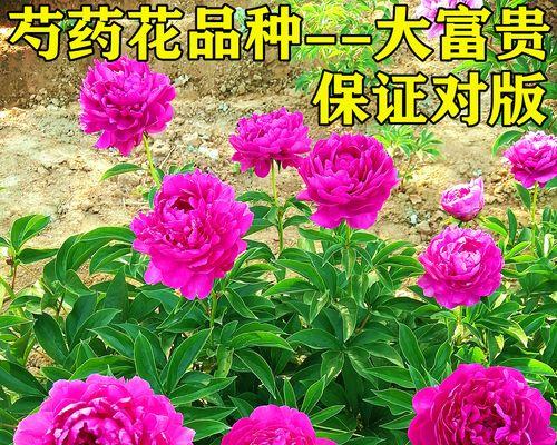 诚信之花——（一朵芬芳的诚信之花）