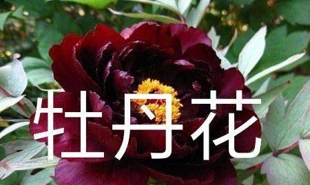 诚信之花——（一朵芬芳的诚信之花）