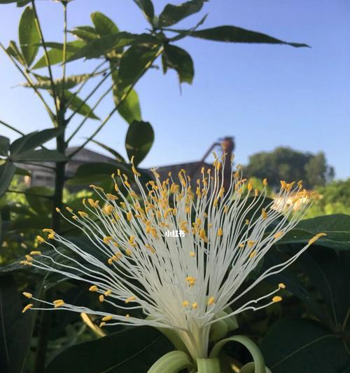 花卉招财纳福，财运亨通（以什么花代表发财好运）