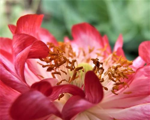 花卉寓意富贵，这些花代表财富与繁荣（一览富贵花）