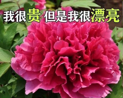 花卉寓意富贵，这些花代表财富与繁荣（一览富贵花）