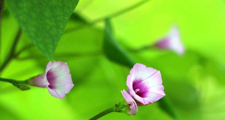 感恩之花——以鸢尾花为代表的感恩主题（用鸢尾花传达感恩之情）