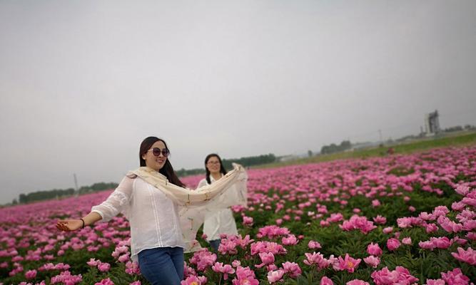 红颜知己之花（花开情浓）