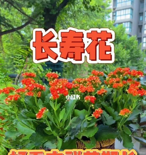 花开如意，吉祥绵绵（以花为喻）