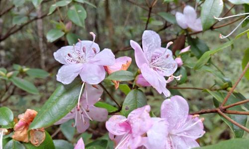 清明节花语与传统文化（以什么花代表清明节）