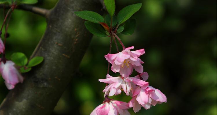 花海中的柔弱（探索花卉美丽背后的脆弱之情）