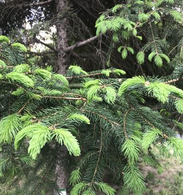 马尾松树苗种植方法（从种子到成长的全过程）