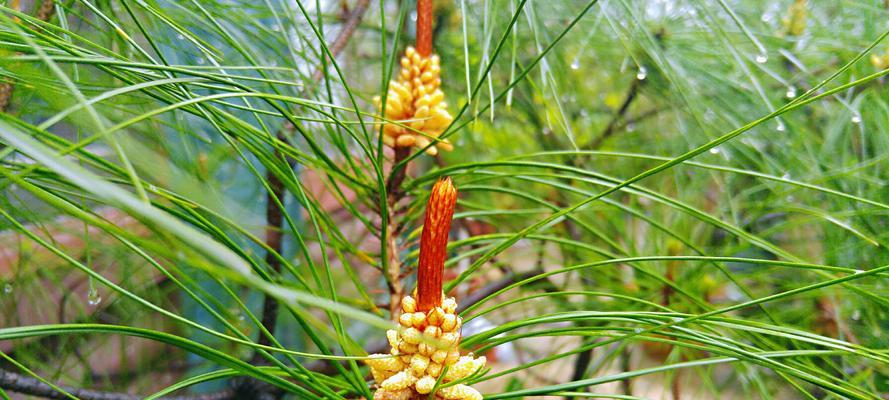 马尾松树苗种植方法（从种子到成长的全过程）