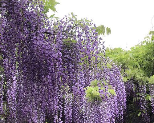 紫藤花的寓意是什么（关于紫藤花的花语）