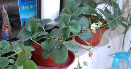 草莓种子如何种植（草莓种子种植方法与技巧）