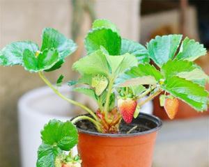 草莓种子如何种植（草莓种子种植方法与技巧）