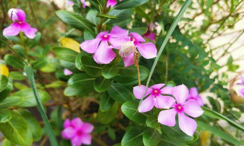 长春花播种多久开花（长春花的栽培技术要点）