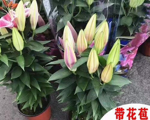 百合花种子怎么种植（有关百合花的栽培技术）